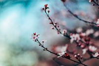 cherry-blossom-1209577_1280